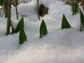 Tulpenblätter im Schnee